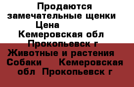 Продаются замечательные щенки › Цена ­ 2 500 - Кемеровская обл., Прокопьевск г. Животные и растения » Собаки   . Кемеровская обл.,Прокопьевск г.